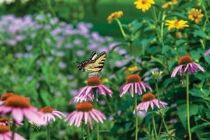 Container Gardening with Native Plants